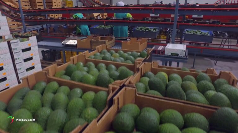 Gu&iacute;a para encontrar productos ecol&oacute;gicos en Motril
