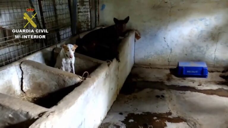 Gu&iacute;a para Denunciar el Maltrato Animal en Motril