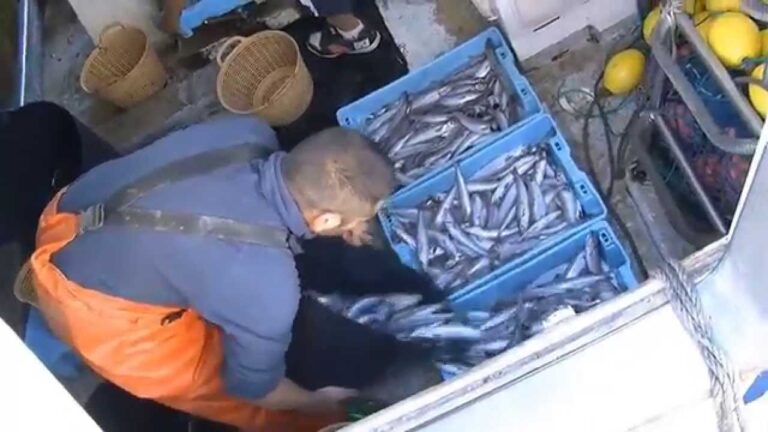 Guía de Compra de Productos para Cultivo Hidropónico en Salobreña